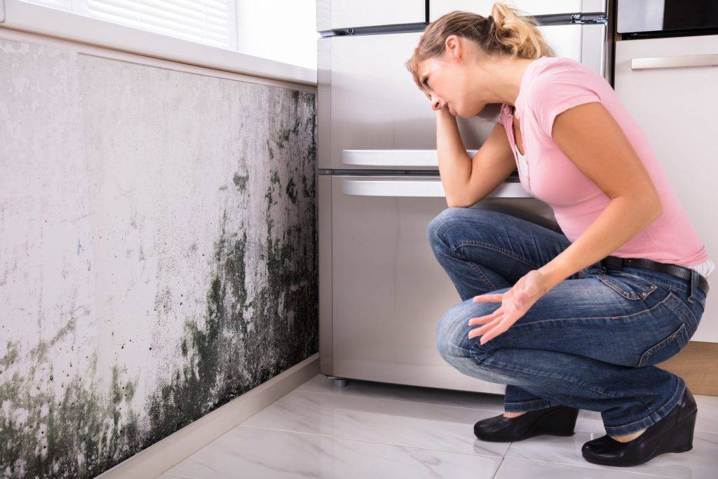 Mold Damage - Public Adjuster Miami
