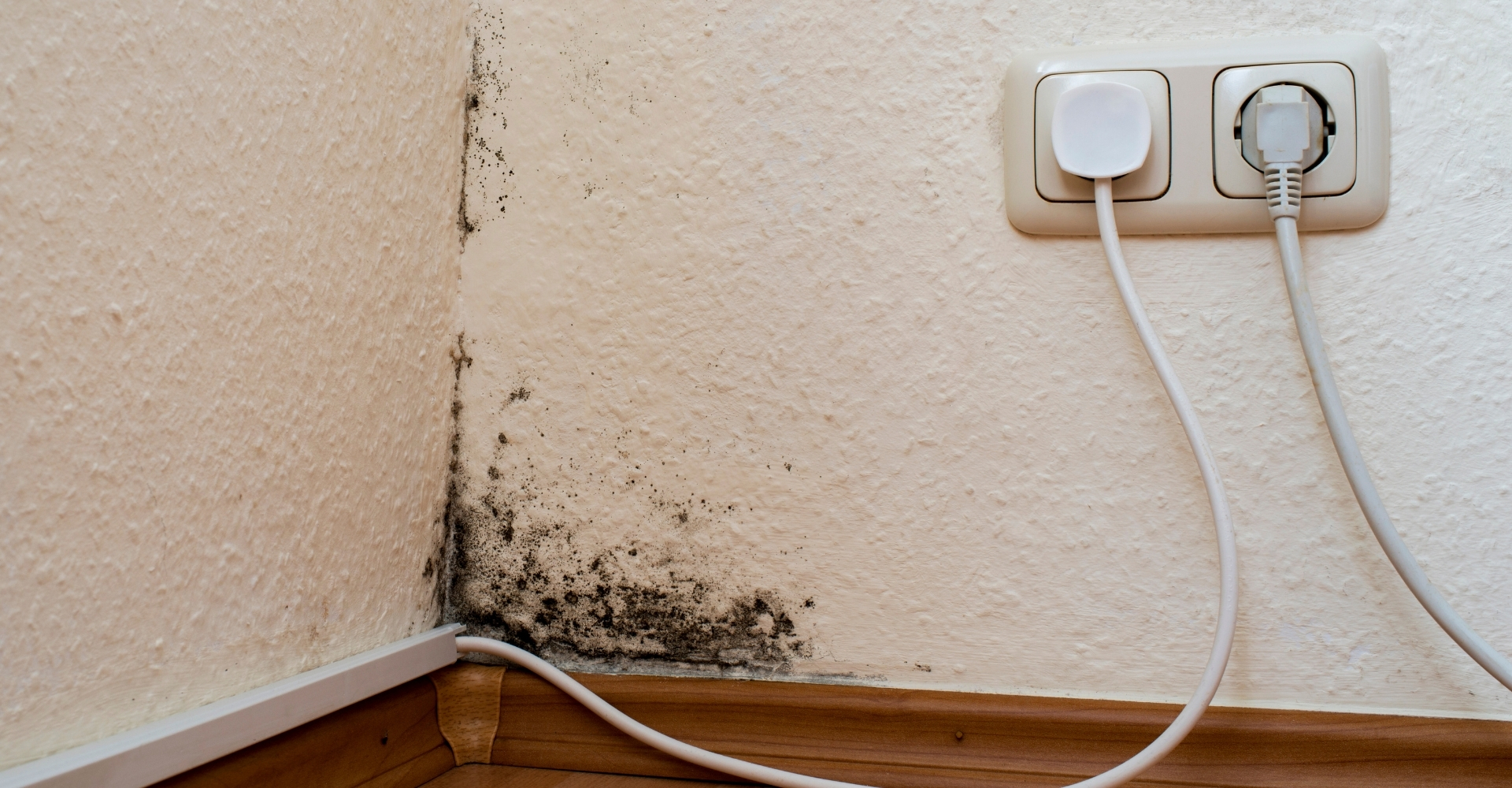 Alconero and Associates - Will Insurance Pay For Mold Damage In Miami