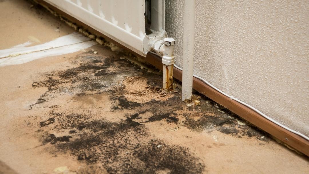 Water Damage: What Does Mold Need to Grow?