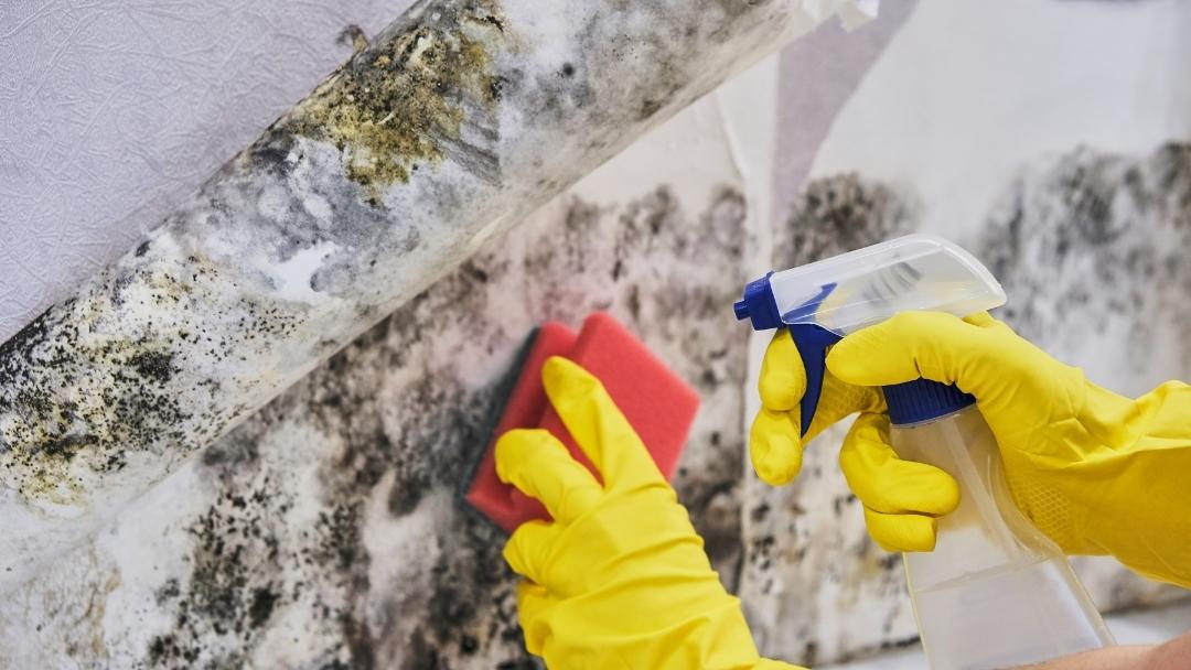Is mold damage reversible? Helpful tips for Miami